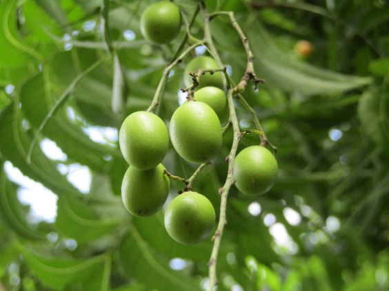 olej z neem pure neem oil niharti 100ml olej z neem pure neem oil niharti 100ml